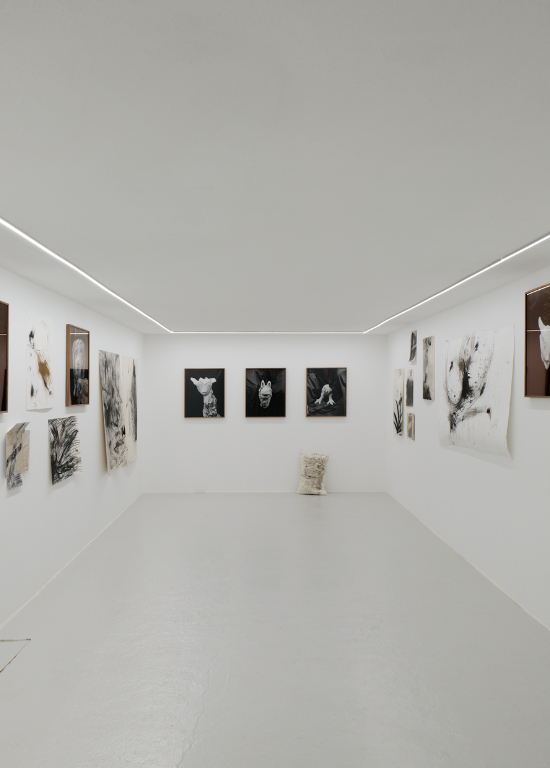 Un oiseau passe. Je le suis